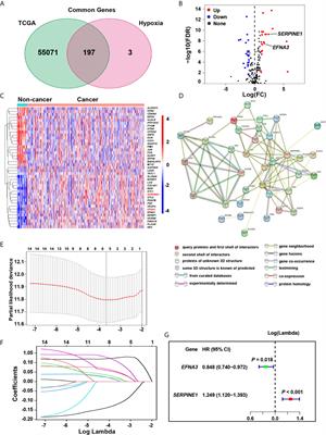 Screening and Validation of the Hypoxia-Related Signature of Evaluating Tumor Immune Microenvironment and Predicting Prognosis in Gastric Cancer